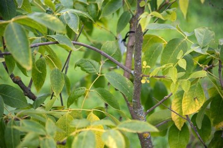 Blue Ash Leaves Bad Taste