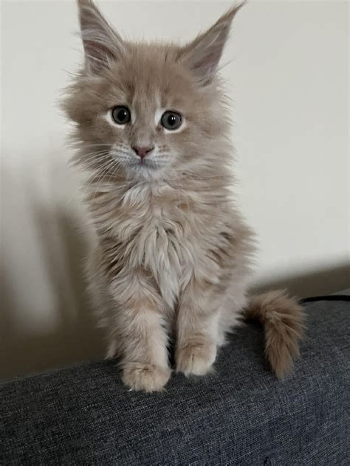 Cat That Looks Like Kylo Ren Gets Adopted