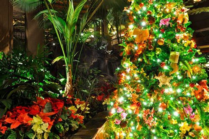 Five of Our Favorite Walt Disney World Christmas Trees