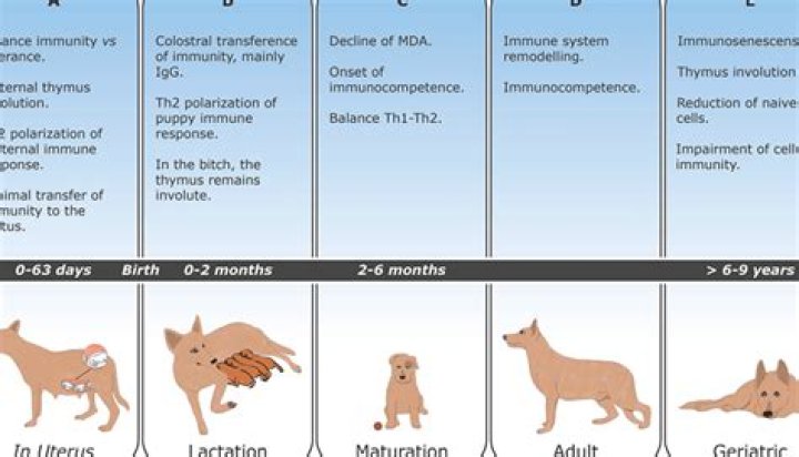 Histoire de l'enfance de Danilo Pereira et faits biographiques inchangés
