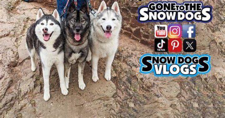 Snow Dogs Vlogs net worth, income and estimated earnings of Youtuber channel