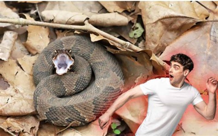 This Is When You're Most Likely to Encounter a Snake, Experts Say